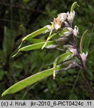 Lathyrus pisiformis (groszek wielkoprzylistkowy)