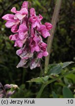 Lathyrus pisiformis (groszek wielkoprzylistkowy)