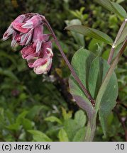 Lathyrus pisiformis (groszek wielkoprzylistkowy)