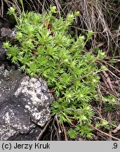 Saxifraga moschata ssp. basaltica (skalnica darniowa bazaltowa)