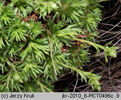 Saxifraga moschata ssp. basaltica (skalnica darniowa bazaltowa)