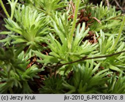 Saxifraga moschata ssp. basaltica (skalnica darniowa bazaltowa)