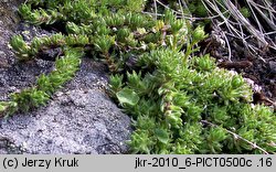 Saxifraga bryoides (skalnica mchowata)