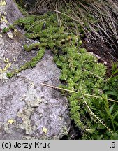 Saxifraga bryoides (skalnica mchowata)