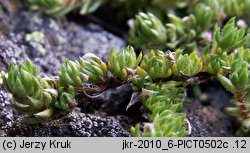 Saxifraga bryoides (skalnica mchowata)