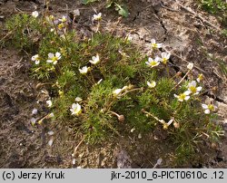 Ranunculus baudotii (jaskier Baudota)