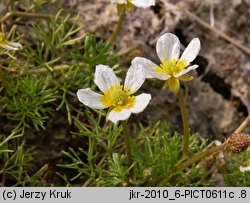 Ranunculus baudotii (jaskier Baudota)