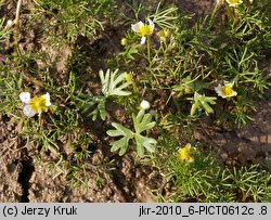 Ranunculus baudotii (jaskier Baudota)