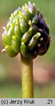 Ranunculus baudotii (jaskier Baudota)