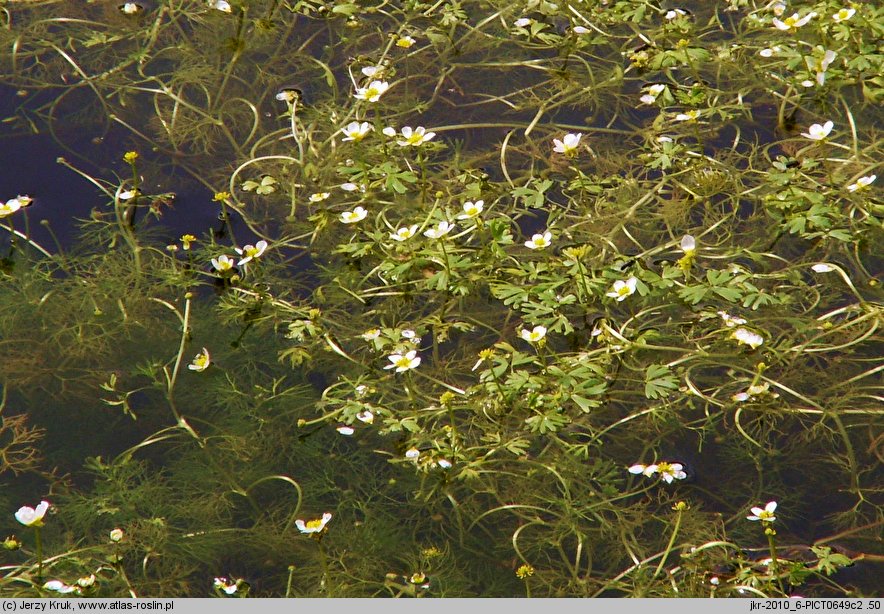 Ranunculus baudotii (jaskier Baudota)