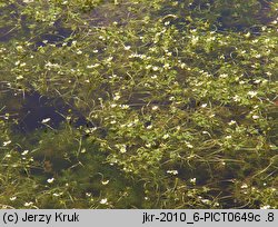 Ranunculus baudotii (jaskier Baudota)