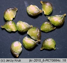 Ranunculus baudotii (jaskier Baudota)
