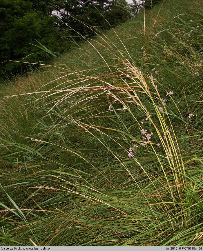 Stipa pulcherrima (ostnica powabna)