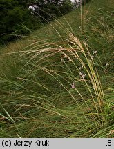 Stipa pulcherrima (ostnica powabna)