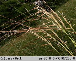 Stipa pulcherrima (ostnica powabna)