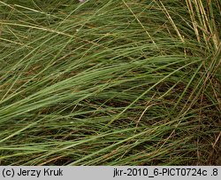 Stipa pulcherrima (ostnica powabna)