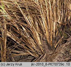 Stipa pulcherrima (ostnica powabna)