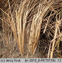 Stipa pulcherrima (ostnica powabna)