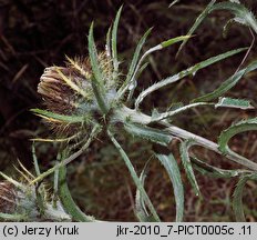 Carlina longifolia (dziewięćsił długolistny)