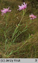 Centaurea pannonica (chaber pannoński)