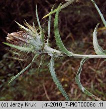 Carlina longifolia (dziewięćsił długolistny)