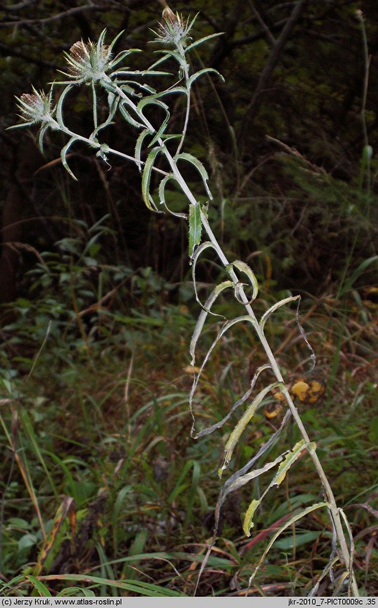 Carlina longifolia (dziewięćsił długolistny)