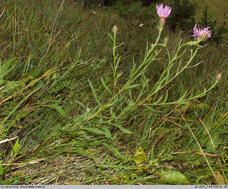 Centaurea pannonica (chaber pannoński)