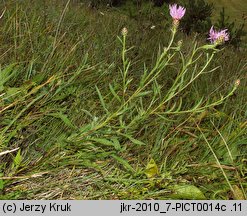 Centaurea pannonica (chaber pannoński)