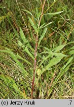 Centaurea pannonica (chaber pannoński)