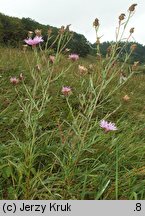 Centaurea pannonica (chaber pannoński)