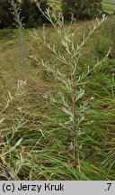 Centaurea pannonica (chaber pannoński)