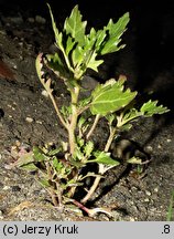 Chenopodium rubrum