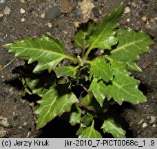 Chenopodium rubrum