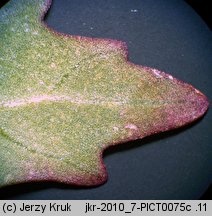 Chenopodium rubrum