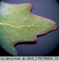 Chenopodium rubrum