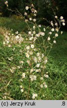 Erigeron annuus ssp. septentrionalis (przymiotno białe północne)