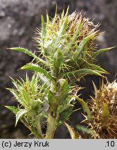 Carlina intermedia (dziewięćsił pośredni)