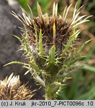 Carlina intermedia (dziewięćsił pośredni)