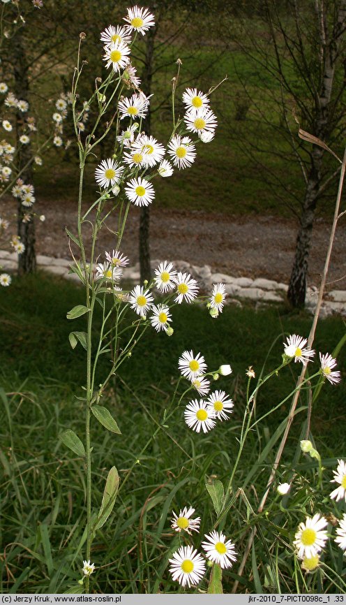 Erigeron annuus ssp. septentrionalis (przymiotno białe północne)