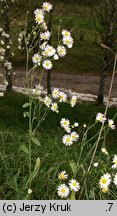 Erigeron annuus ssp. septentrionalis (przymiotno białe północne)