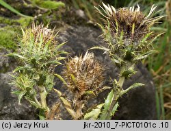 Carlina intermedia (dziewięćsił pośredni)