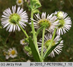 Erigeron annuus ssp. septentrionalis (przymiotno białe północne)