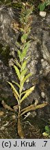 Carlina intermedia (dziewięćsił pośredni)