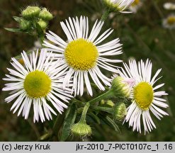 Erigeron annuus ssp. septentrionalis (przymiotno białe północne)