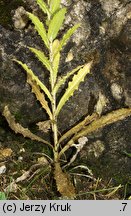 Carlina intermedia (dziewięćsił pośredni)