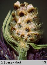 Centaurea pannonica (chaber pannoński)