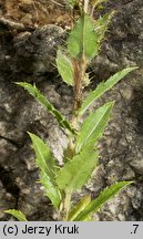 Carlina intermedia (dziewięćsił pośredni)