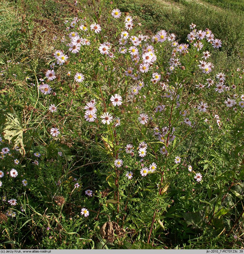 Symphyotrichum novi-belgii (aster nowobelgijski)