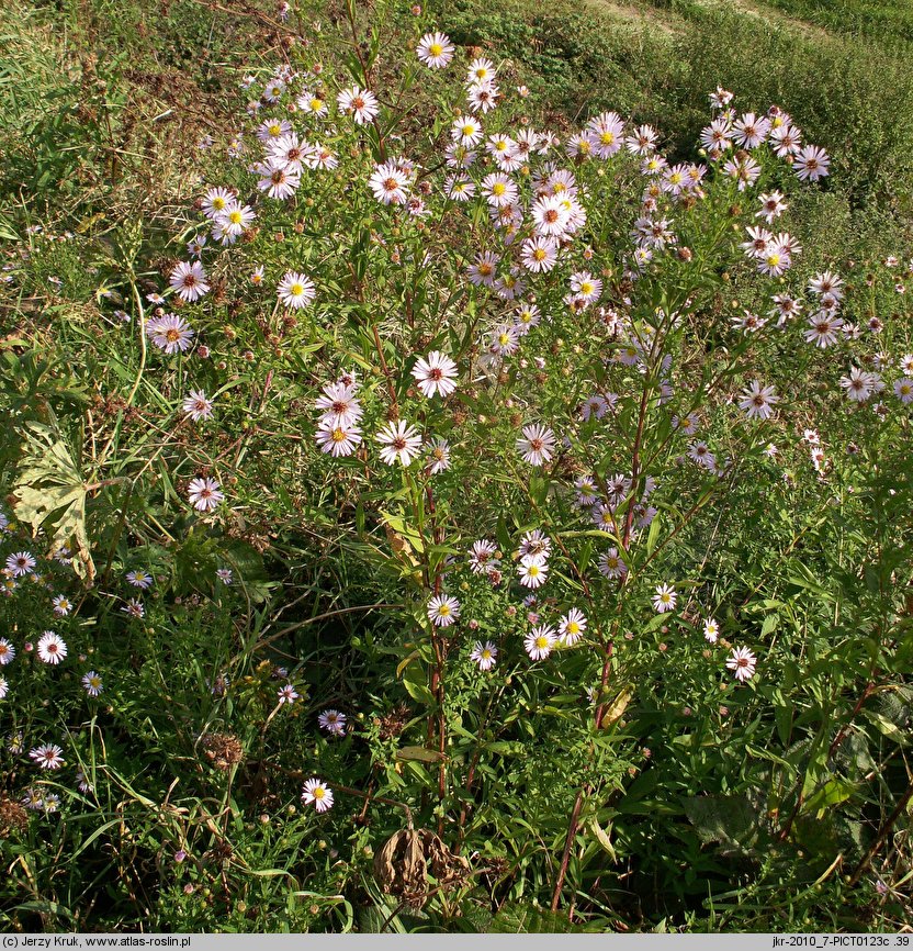 Symphyotrichum novi-belgii (aster nowobelgijski)