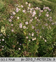 Symphyotrichum novi-belgii (aster nowobelgijski)